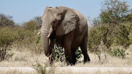 Obraz premium Elefanten an einem Wasserloch in Namibia