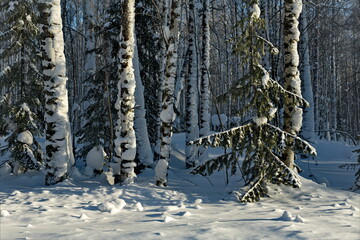 Russia. Western Siberia. Novosibirsk region. A frosty sunny day in an impassable taiga with snow-covered firs and birches near the village of Dubrovka.