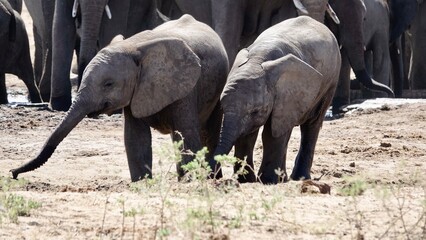 Elefanten an einem Wasserloch in Namibia