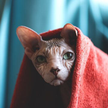 Sphinx Cat Warms Up Under Blanket. Bald Cat Under Red Blanket. Pets. Portrait Of Cat. Cat Is Looking At Camera. Front View. 