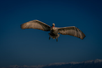 Dalmatian pelican flying through clear blue sky