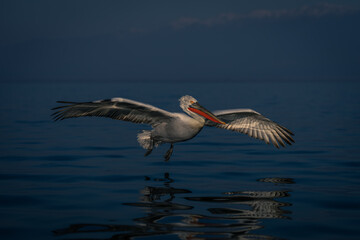 Dalmatian pelican glides across lake by mountains