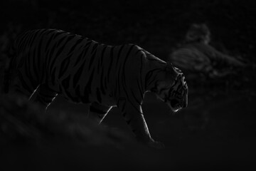 Mono tiger walks past another lying down