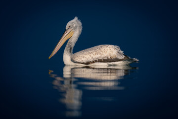 Dalmatian pelican floats on water casting reflection