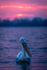 Dalmatian pelican floats towards camera at sunrise