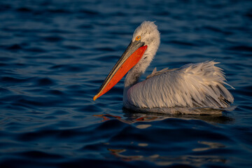 Dalmatian pelican floats on lake with catchlight