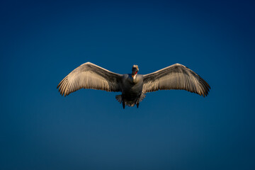 Dalmatian pelican flies towards lens spreading wings
