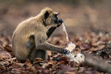 Northern plains gray langur sits eating cotton