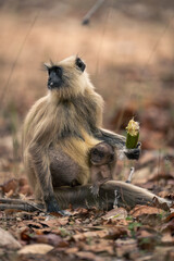 Northern plains gray langur sits with baby