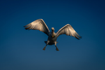 Dalmatian pelican flies spreading feet and wings