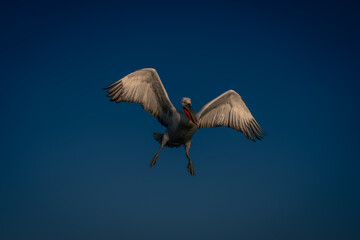 Dalmatian pelican flies stretching wings and feet