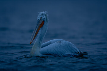 Dalmatian pelican floating in profile on lake