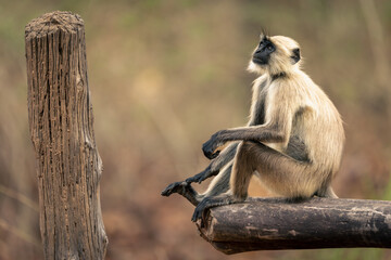 Northern plains gray langur sitting on beam