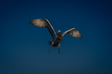 Dalmatian pelican flies spreading wings and feet
