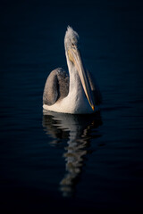 Dalmatian pelican floats casting reflection on water