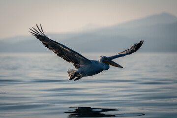 Dalmatian pelican flies silhouetted over calm lake