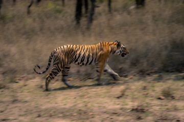 Slow pan of Bengal tiger crossing grass