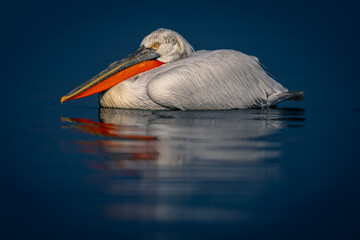Dalmatian pelican floats on lake with reflection