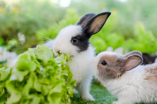 young Cute rabbit eating green lettuce on grass with natural bokeh background, closed up of adorable fluffy Easter bunny having meal playing in garden, Lovely little pet at park during spring day