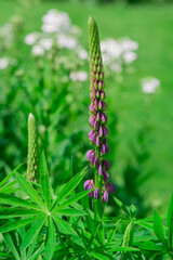 Background of bright beautiful blue lupine flowers grow
