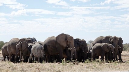 Elefanten an einem Wasserloch in Namibia