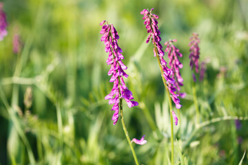 Mouse pea Vicia cracca. Valuable honey plant, fodder and medicinal plant. Species of the genus Peas of the legume family.