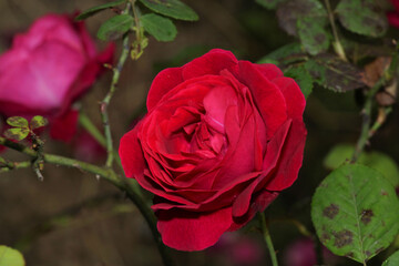 red rose flower macro photo
