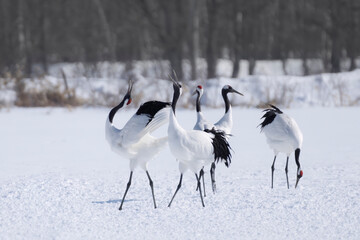 Courtship dance of Red crowned crane on feeding ground at Tsurui- Japan. Winter wildlife of Japan