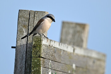 Red-backed Shrike - male // Neuntöter - Männchen (Lanius collurio)