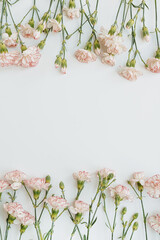 Flat lay minimal floral composition. Pink carnation flowers on white background. Summer, spring...
