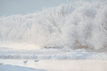 Flock of red crowned crane roosting in the river bed early morning during snow fall and mystic environment. Tsurui, Kushiro marshland, Hokkaido, Japan