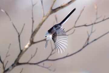 Shima enaga. Long Tailed Bushtit in flight