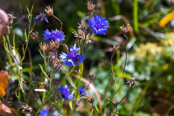 Cornflowers on a sunner day, macro photo with soft selective focus