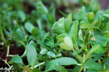 indian region cuisine herb fresh fenugreek plant leaves in garden,ready for harvest