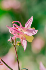 Beautiful delicate flower of the aquilegia (granny bonnet)