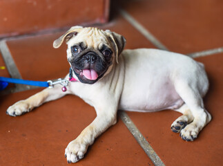 Little baby pug laying on the floor