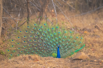 Dancing peacock in Jungle at National park of India. Tadoba National Park © Kiran Joshi