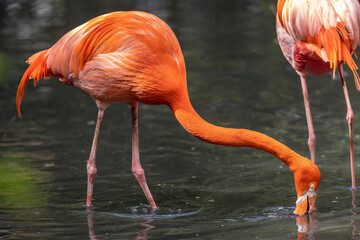 Flamingo