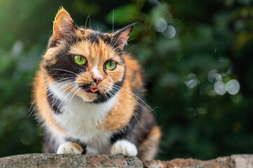 Red cat close up portrait. Beautiful orange and black cat with green eyes
