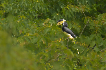 Perched Female Malabar pied hornbill at western ghats of the Maharashtra wildlife conservation forest