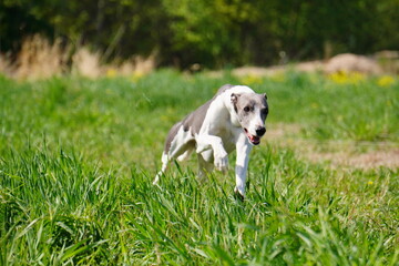 Whippet dog jump playing running grass