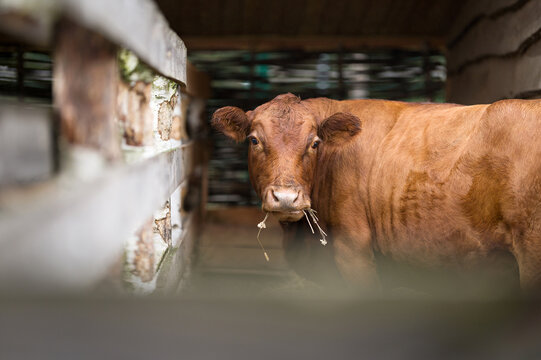 Brown cow in stall chews hay. Domestic cattle. Animal farm. Milk farm. Side view. Soft focus. High quality photo