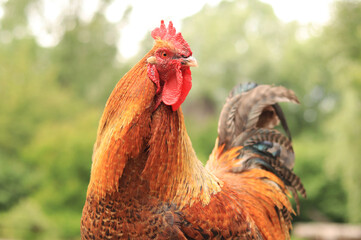 Rooster in nature under the open sky. Domestic rooster on a natural farm in the forest. Bird in the park, zoo