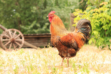 Rooster in nature under the open sky. Domestic rooster on a natural farm in the forest. Bird in the park, zoo