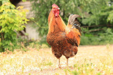 Rooster in nature under the open sky. Domestic rooster on a natural farm in the forest. Bird in the park, zoo