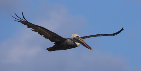 A Brown Pelican (Pelecanus occidentalis) in flight, shot in Punta Cana, Dominican Republic.