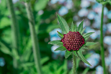 Beautiful delicate flower of the aquilegia (granny bonnet)