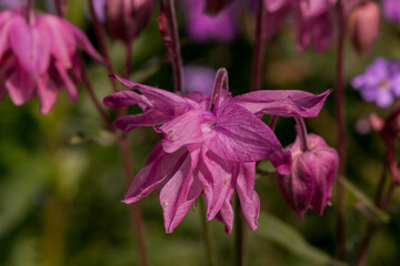 Beautiful delicate flower of the aquilegia (granny bonnet)