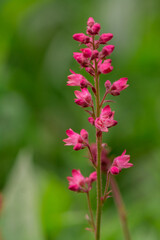 Beautiful delicate flower of the aquilegia (granny bonnet)