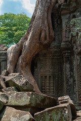 Fototapeta na wymiar Angkor Wat Tree Grown on Building